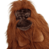 Adult Orangutan (S)
