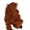 Adult Orangutan (S)