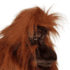Adult Orangutan (S)