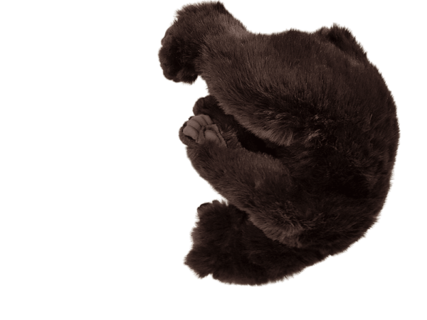 Bear Brown Sleeping