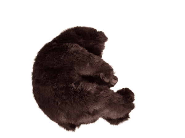 Bear Brown Sleeping