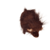 Buffalo