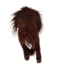 Buffalo