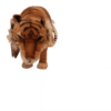 Caspian Tiger