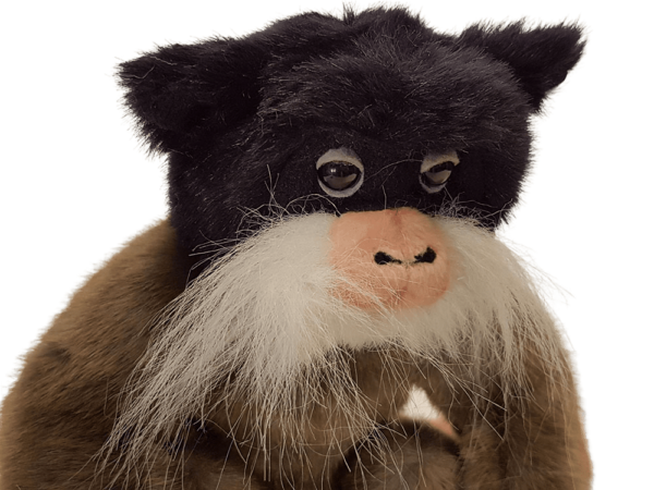 Emperor Tamarin - Image 7