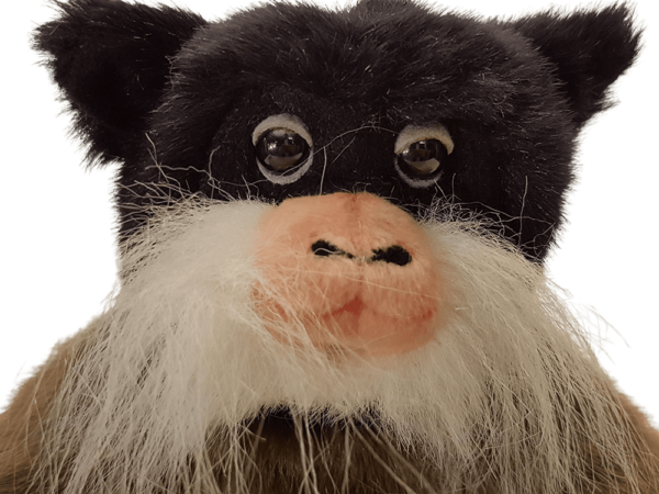 Emperor Tamarin - Image 4