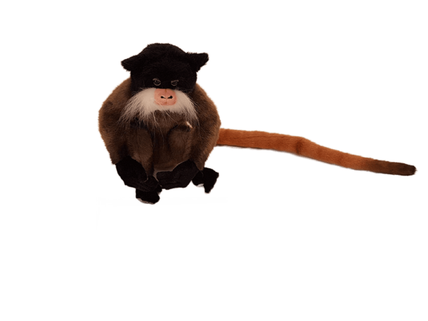 Emperor Tamarin - Image 2