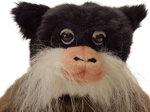 Emperor Tamarin - Image 3