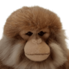 Monkey - Salem Monkey
