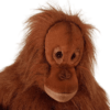 Orangutan- Lady
