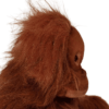 Orangutan- Lady
