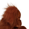 Orangutan- Lady
