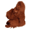 Orangutan- Lady