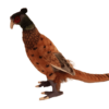 Pheasant