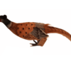 Pheasant