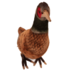 Pheasant