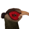Pheasant