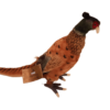 Pheasant