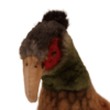 Pheasant