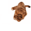 Tiger Cub Sitting 38cmL - Image 4