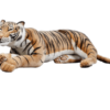 Laying Tiger 110cmL