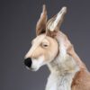 Kangaroo with baby 1.1 m - Image 5
