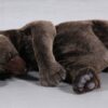 Brown bear - sleeping 100cm - Image 4