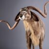Kudu 170 cm - Image 2