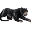 Panther Prowling