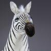 Ung Zebra - Image 7