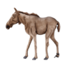 Moose