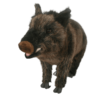 Wild boar 35cm