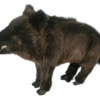 Wild boar 35cm - Image 2