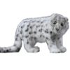 Leopard Snow Standing