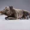 Wild boar lying down - fullsize - Image 2