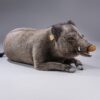 Wild boar lying down - fullsize - Image 5