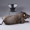 Wild boar lying down - fullsize - Image 4