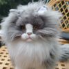 Tabby cat in plush - 38cm - Image 4