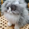 Tabby cat in plush - 38cm - Image 5