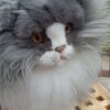 Tabby cat in plush - 38cm - Image 6