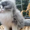 Tabby cat in plush - 38cm - Image 7