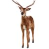 Impala hjort - lifesize - Image 4