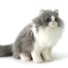 Tabby cat in plush - 38cm
